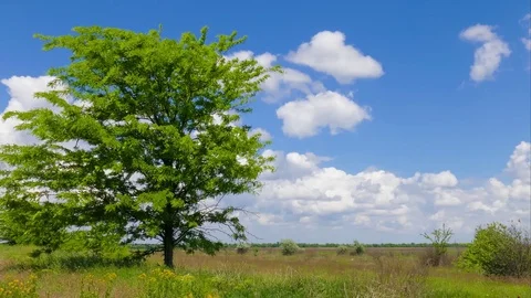 Large green tree in steppe Stock Footage 77631447