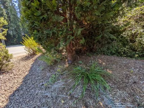 A large green tree surrounded by smaller plant species Stock Photos