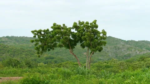 Large green trees swaying in wind on lush mountain hillside under bright sky Video stock 342917591