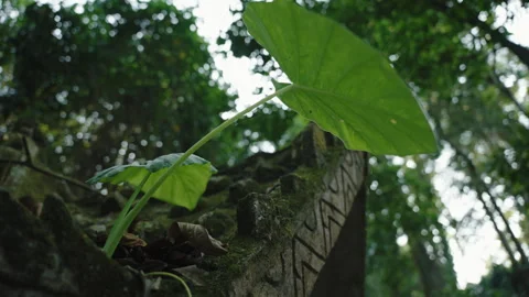 Large Green Tropical Leaf Growing on Ancient Mossy Stone Wall, Low Angle View of Stock Footage 327796614