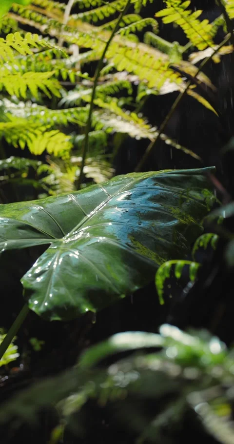 Large Green Tropical Leaf with Raindrops and Ferns Close-Up Stock Footage 345968962