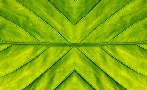 Large Green Tropical Leafe Close-Up View. Symmetrical. Horizontal Abstract Image Stock Photos