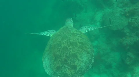 Large green turtle Stock-Footage 61033335