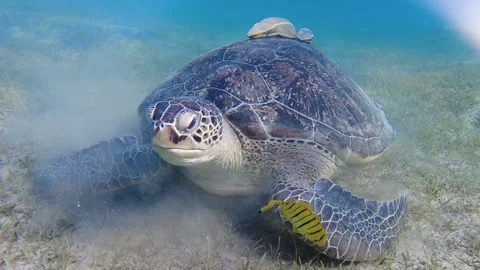 Large green turtle underwater. The old green turtle feeds underwater. Stock Footage 168236737