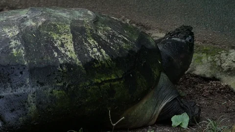 Large green turtle in a zoo Video stock 119249279
