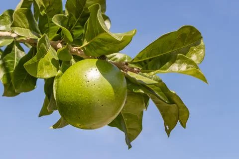 Large green walnut fruit grows on a brown tree branch with green leaves again Stock Photos