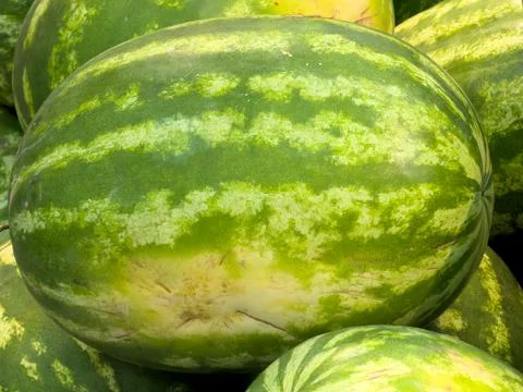 Large green watermelon with striped pattern Stock Photos