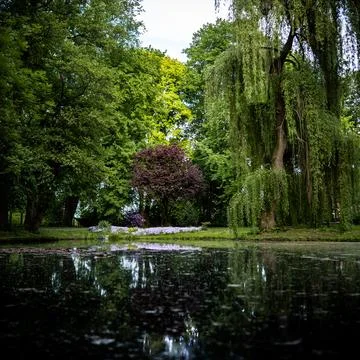 Large green weeping willow growing on the shore of a calm pond in a quiet park Foto stock