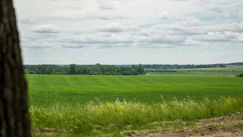 A large, green wheat field, in cloudy weather Stock Photos