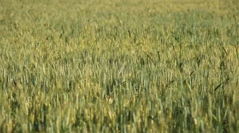 Large Green Wheat Fields, Cereal in Summer Season, Countryside, Bio, Eco Stock Footage 12467009