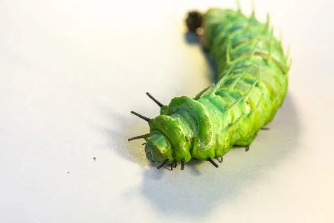 A large green worm crawls on a white ground. Stock Photos