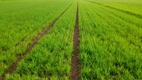 Large green young Wheat field low slow motion flight from a drone Stock Footage 241027090