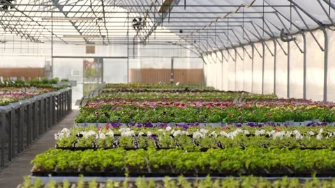 Large greenhouse interior with rows of flowers and plants Stock Footage 301526685