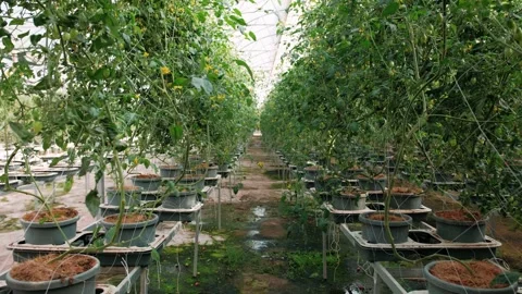 Large greenhouse with rows of tomato plants growing in pots. Modern agriculture Stock Footage 325070841