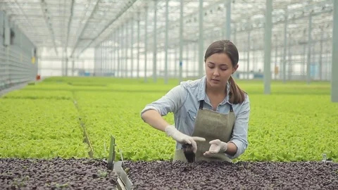 The large greenhouse technologist verifies the seedlings of basil. Stock Footage 77520586