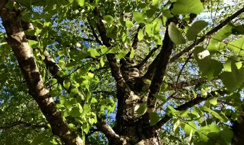 A Large Greening Birch On The Background Of The Spring Sky. Stock Footage 131073525