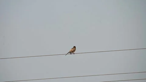 Large grey babbler perched on a power line in Tadoba national park Stock Footage 327522032