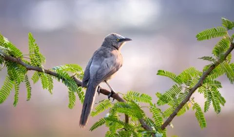 Large grey babbler Foto stock