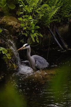 A large grey bird is standing in a stream Stock Photos