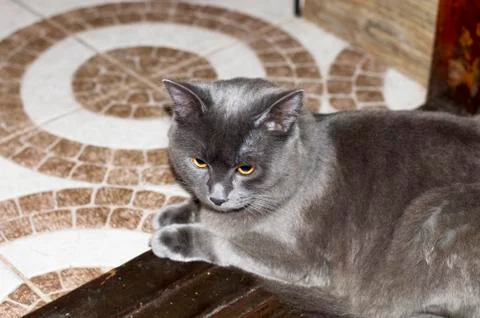 A large grey cat is lying on the tiled floor Stock Photos