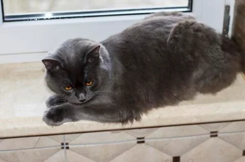 A large grey cat is lying on the windowsill Stock Photos