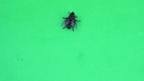 A large grey fly moves across a green screen and then takes off slow motion Stock Footage 304902058