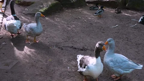 Large grey Geese walking Stock Footage 252224867