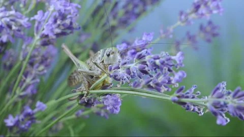 Large grey grasshopper facing camera on purple Lavandula blossoms Stock Footage 341295204