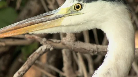 Large Grey Heron Ardea Raising Head Feathers, Close-Up Stock Footage 95673193