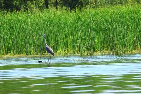 A large grey Heron on a floating log Stock Photos