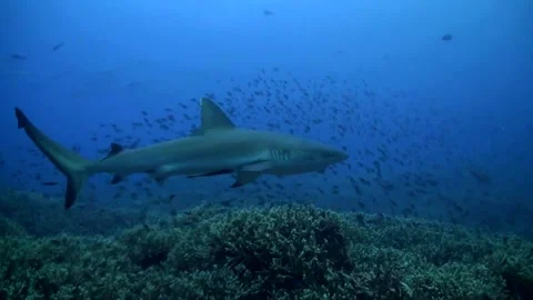 Large Grey Reef Shark (Carcharhinus amblyrhynchos) Over Hard Coral - Tubbataha Stock Footage 332998104