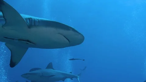 A large Grey reef shark swims by divers in slow motion Great Barrier Reef Stock-Footage 113279136