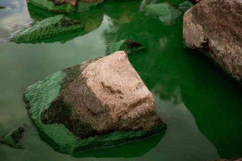 Large grey rocks covered with green algae along the edge of calm water Stock Photos