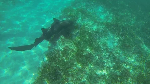 Large Grey Shark with Baby Shark latched... | Stock Video | Pond5