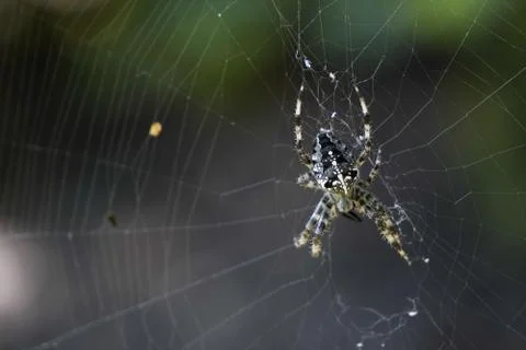 A large grey spider sits on the web on a Sunny day. contrast lighting illumin Foto stock