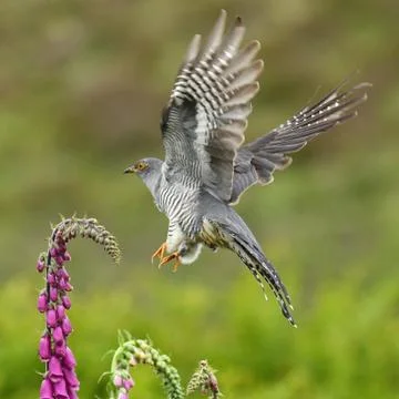 A large grey spotted cuckoo hovered in all its glory above the pink wildflow Stock Photos