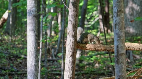 A large grey squirrel in a tree in summer forest in North Carolina. Stock Footage 327036732