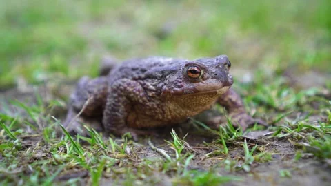 A large grey toad sits and breathes on the grass Stock Footage 130894841