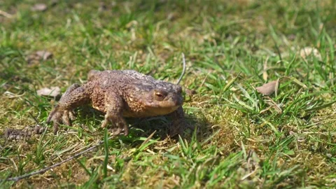 A large grey toad is walking crawling on the grass Vídeo Stock 130889651