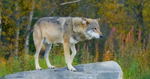 Large grey wolf standing on a rock in the forest Stock Footage 80435948