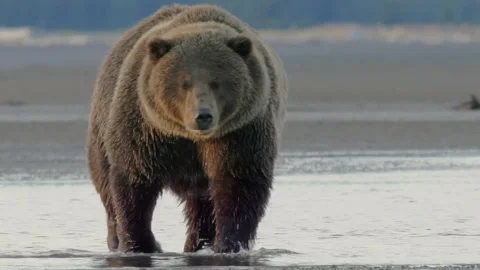 Large Grizzly Bear Walking Forward on Coastal Mudflat Stock Footage 329694109