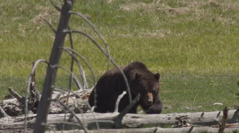 Large grizzly bear walks across fallen logs in Yellowstone Video stock 63054953