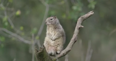 A large ground squirrel sits upright on a weathered tree branch in a forest Video stock 330315382