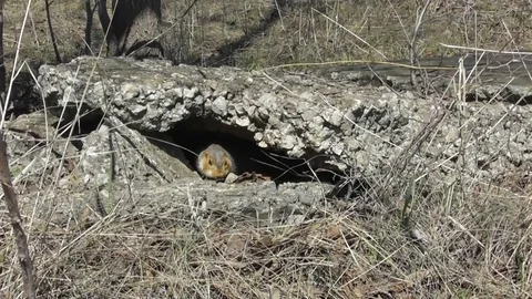 A large ground squirrel Spermophilus major emerges from its concrete shelter Video stock 118804556