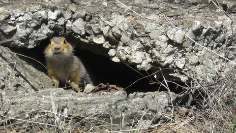 A large ground squirrel Spermophilus major sits near its shelter and then hid Video stock 118804564