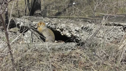 The large ground squirrel Spermophilus major walks near its shelter Video stock 118804628