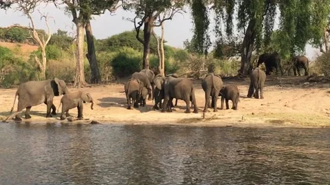 Large group of African elephant drinking in the Chobe river, Botswana Stock Footage 132602054