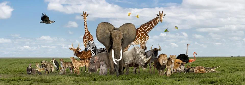 Large group of African fauna, safari wildlife animals together, Stock Photos