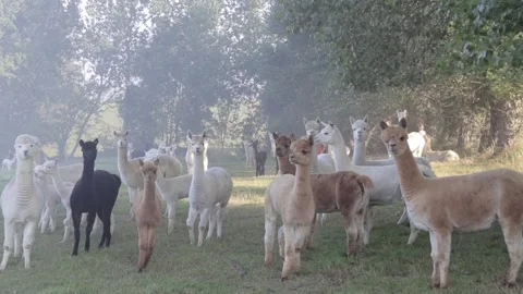 A large group of alpacas curious for the camera Stock Footage 166304707