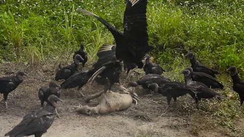 A large group of american black voltures fighting and eat a dog carcass Video stock 99755727